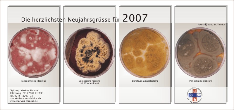 Markus Thinius Gutachter Sachverständiger Schimmelpilz Schimmelpilzbefall Hausschwamm Schwamm 